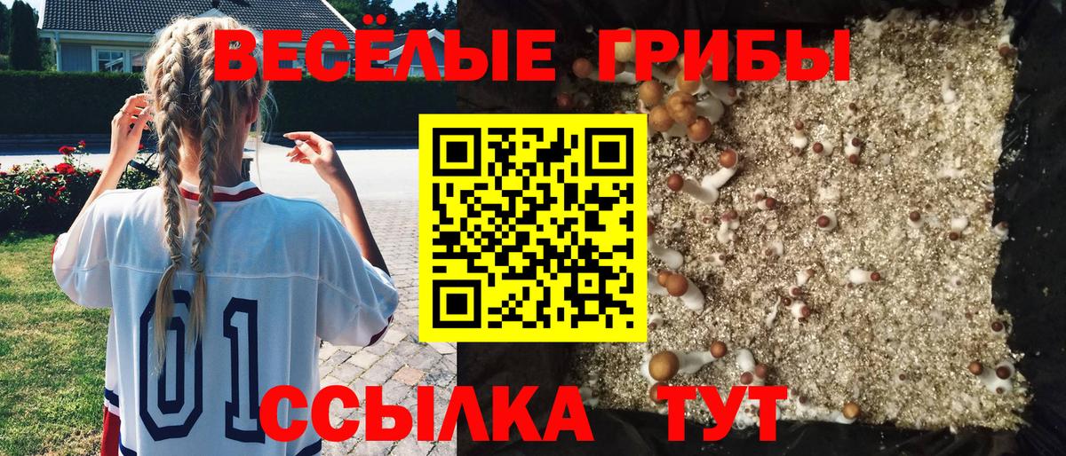 сколько стоит  Псилоцибиновые грибы Psilocybe  Вход с VPN  Ефремов  Псилоцибиновые грибы мухоморы 
